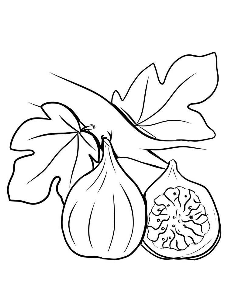 Kolorowanka online: Kolorowanka przekrojona figa na gałązce